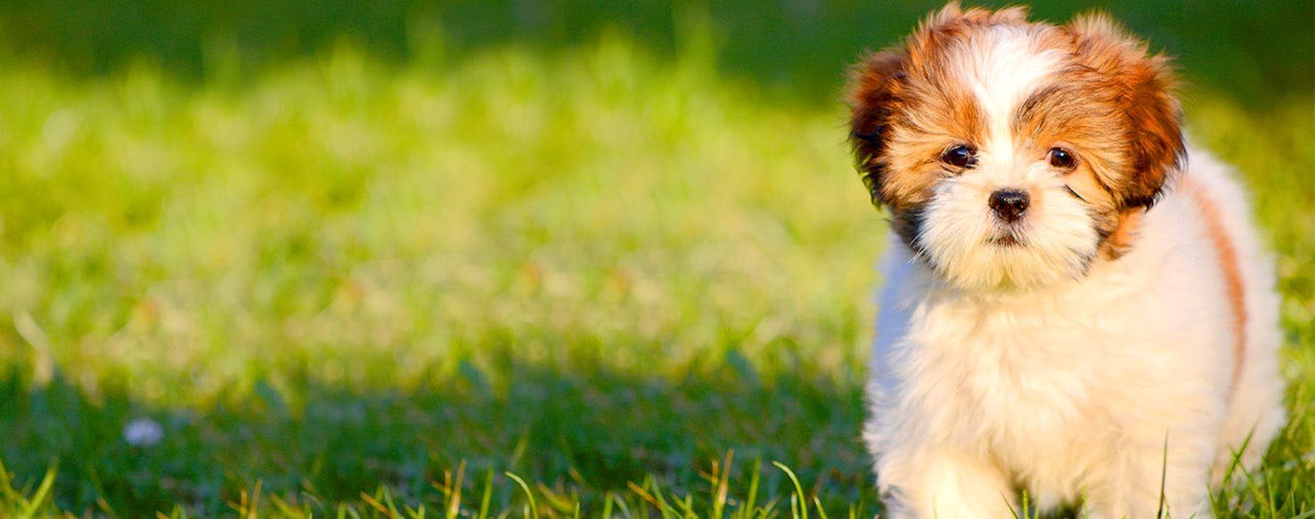 Rock And Roll Music Dog Names Popular Male And Female Names Wag 